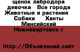 щенок лабродора девочка - Все города Животные и растения » Собаки   . Ханты-Мансийский,Нижневартовск г.